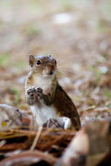 Macro Photography of Brown Rodent