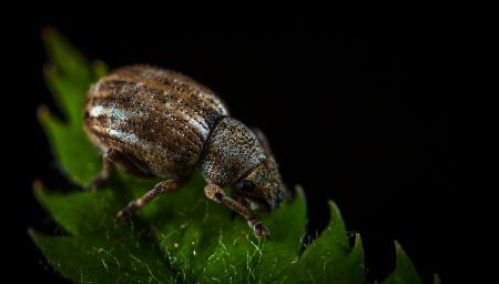 Macro Photography of Brown Weevil on Green Leaf