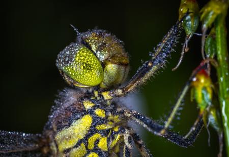 Macro Photography of  Dragonfly