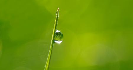 Macro Photography of Droplet on Green Leaf during Daytime