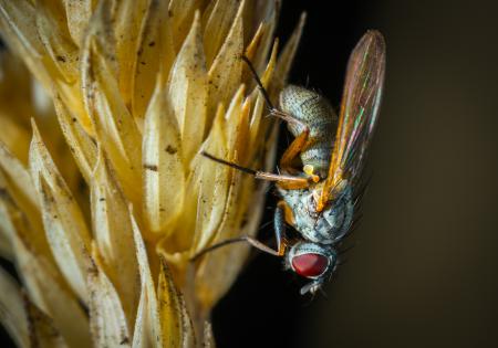 Macro Photography of Fly