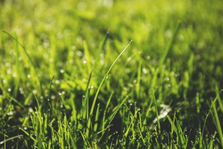 Macro Photography of Green Grass Field With Rain Drops