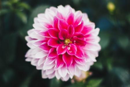 Macro Photography of Pink And White Carnation Flower