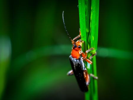 Macro Photography of Red and Black Blister Beetle