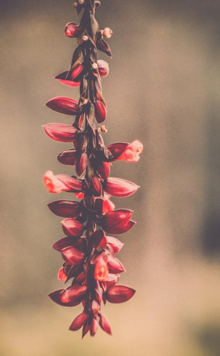 Macro Photography of Red Flowers