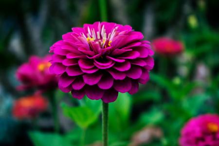 Macro Photography of Red Petal Flower