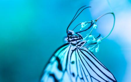 Macro Photography of White and Black Butterfly