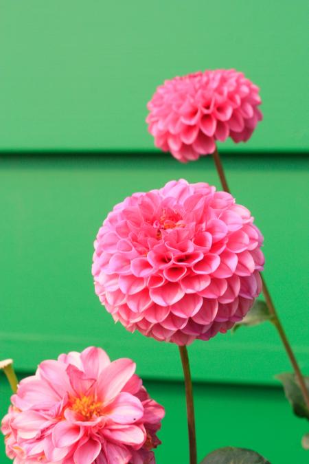 Macro Photography Pink Petal Flowers