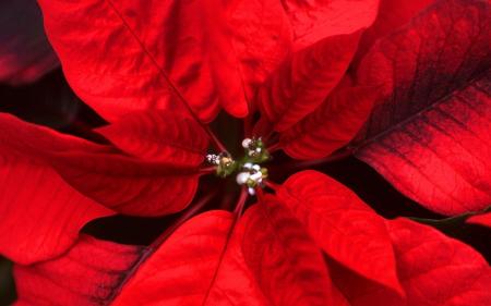 Macro Poinsettia