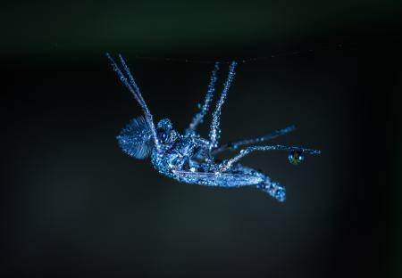 Macro Shot of Gray Crawling Insect