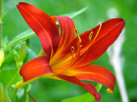 Macro Shot of Red and Yellow Flower