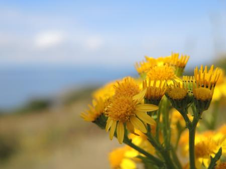 Macro Shot of Yellow Flower