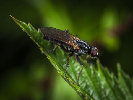 Macro Shot Photography of Black and Brown Housefly