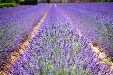 Macro Shot Photography of Purple Plants Under Sunny Sky during Daytime