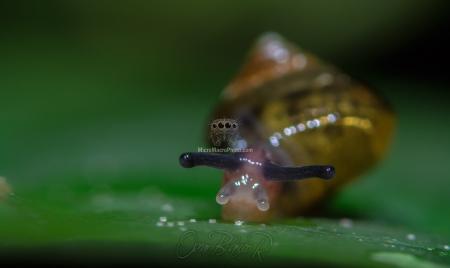 Slug macro photograph
