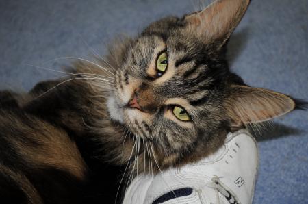 Maggie the cat lying on my shoe