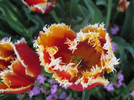 Magnificently beautiful orange tulip