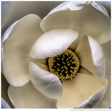 Magnolia Closeup