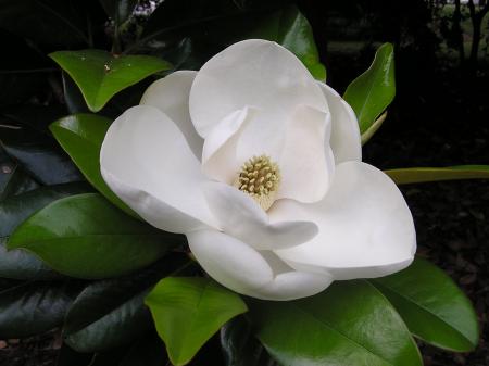 Magnolia flowers