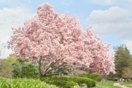 Magnolia Tree