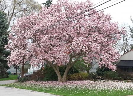 Magnolia Trees