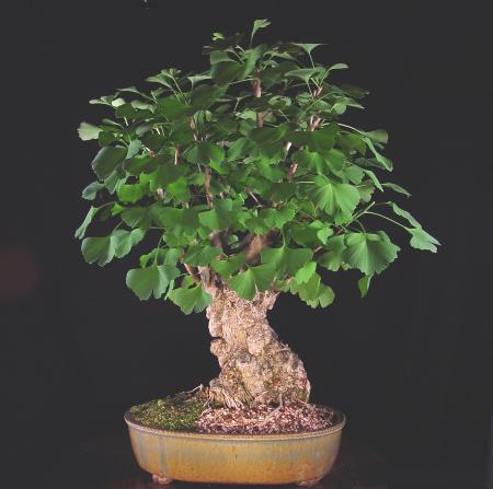 Maidenhair tree bonsai