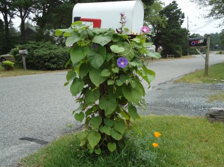 Mailbox with Vines Flowers