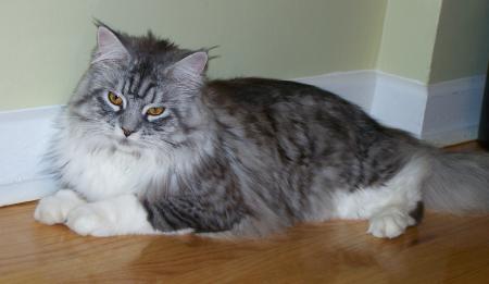 Maine Coon Cat