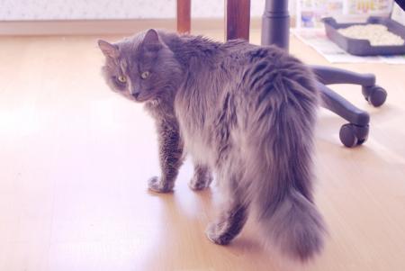 Maine coon cat on the floor