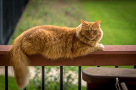 Maine Coon Cat