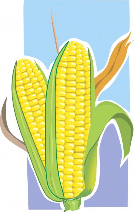 Maize Illustration