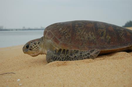 Malaysian turtle