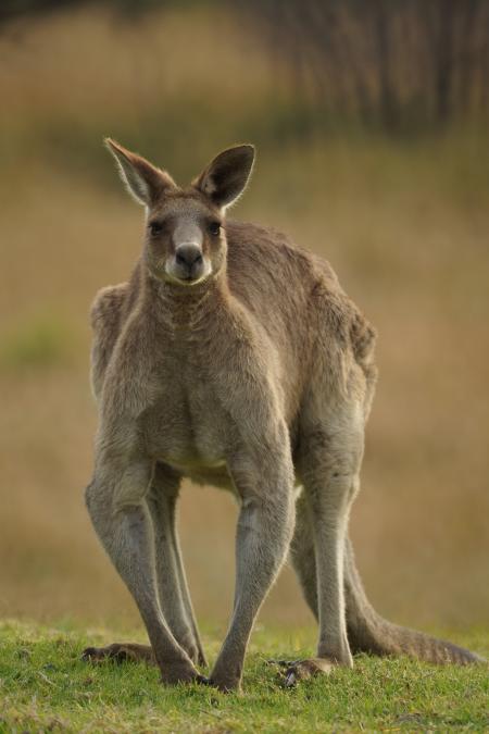 Male Grey Kangaroo