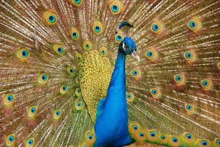 Male Peafowl Spreading Tail