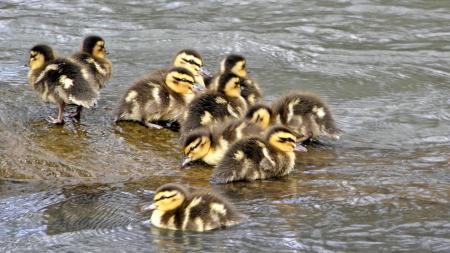 Mallard Chicks