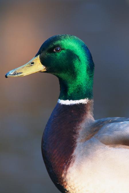 Mallard Duck