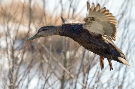 Mallard duck, Anas platyrhyncos
