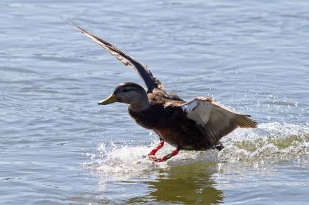Mallard duck, Anas platyrhyncos