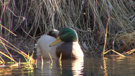 Mallard Duck Grooming