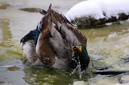 Mallard Duck Taking a Bath