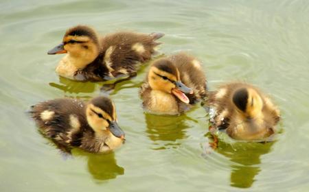 Mallard Ducklings