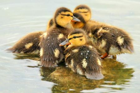 Mallard Ducklings