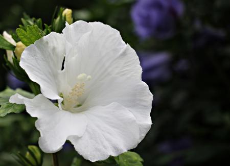 Mallow in the Garden