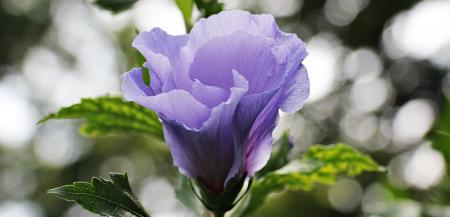 Mallow in the Garden