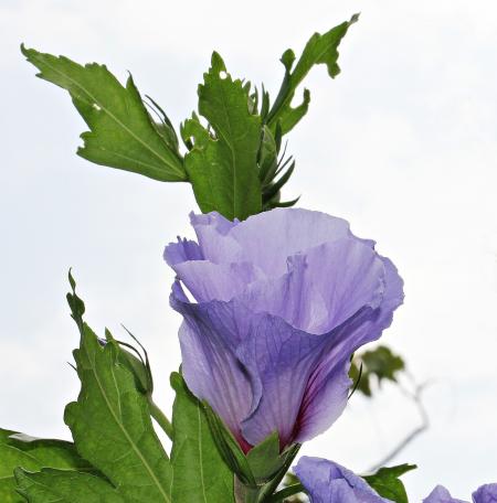 Mallow in the Garden