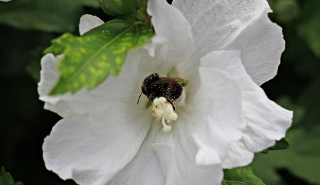 Mallow in the Garden