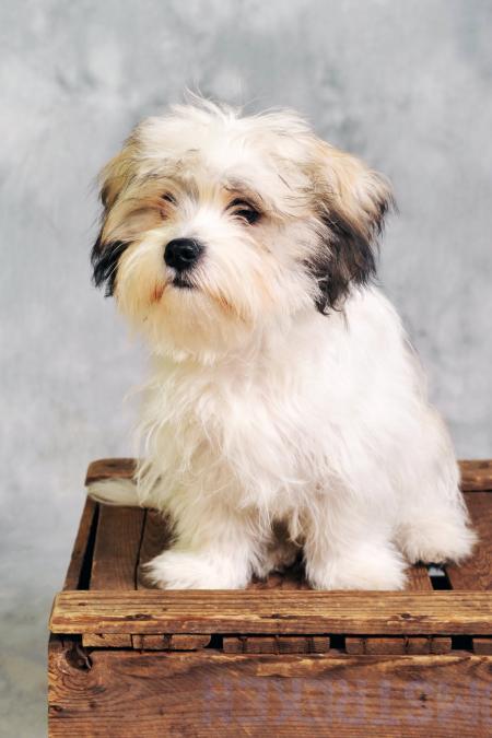 Maltese dog sitting on wooden box