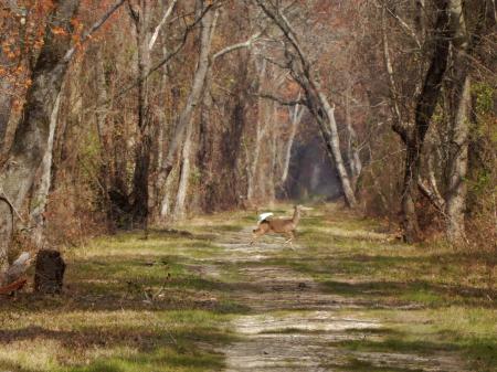 Mammal deer Dismal Swamp SP ncwetlands KG (21)