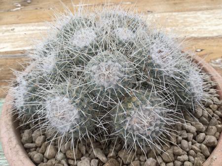 Mammillaria Geminispina