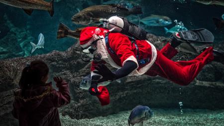 Man in Santa Claus Costume With Diving Gear Inside Aquarium